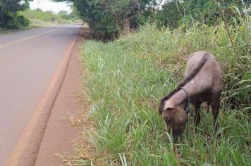 NOVO DECRETO ENDURECE PUNIÇÃO CONTRA PROPRIETÁRIOS QUE DEIXAREM ANIMAIS DE GRANDE PORTE SOLTOS EM VIAS PÚBLICAS.