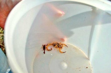 Saúde Municipal realiza arrastão de limpeza na luta contra dengue e escorpião