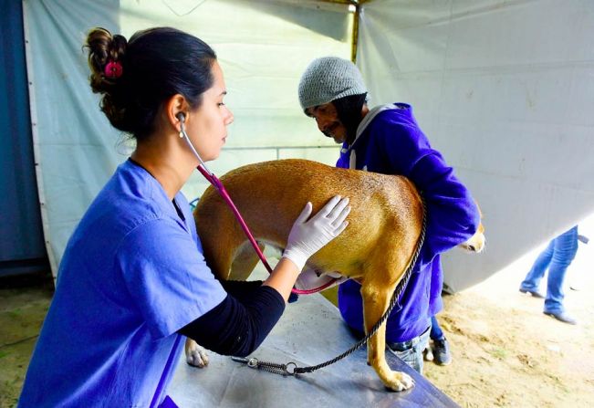 Município firma convênio junto ao ‘Programa de Esterilização de Cães e Gatos’